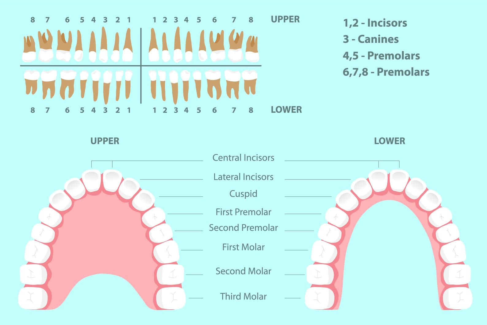 Dental Diagram With Tooth Names and Numbering System. Human Permanent ...