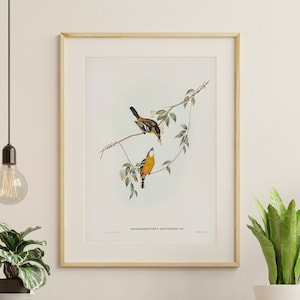 Vintage Gould Print - Australian Flycatcher - Bird Illustration