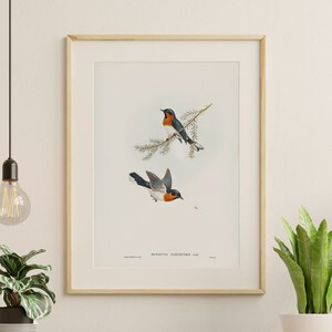 Printable Bird Illustration, Vintage Bird Print, Art Digital Download