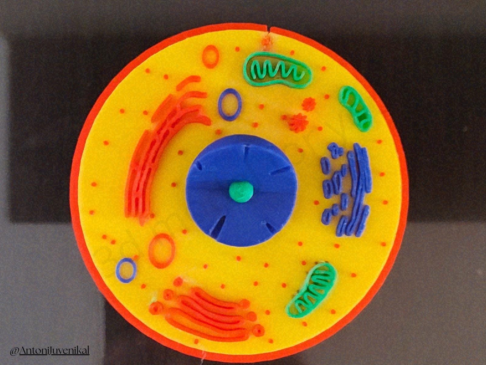 Educational ANIMAL CELL Model, Biology Science REMIX - 3D Printing ...