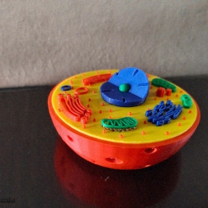 Puede incluir: Modelo impreso en 3D de una célula, con un interior amarillo y componentes rojos, verdes y azules. La cubierta exterior de la célula es roja, sobre una superficie oscura.