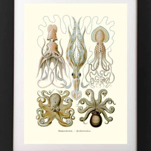 Antique OCTOPUS Squid Sea Life Ocean Nature Species Poster Reproduction Fine Art Print