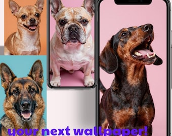 Hund Hintergrundbilder | 16 Hündchen Sperrbildschirm Hintergründe (iPhone & Android)
