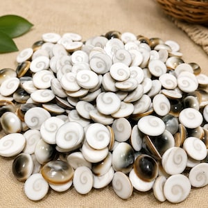 Puede incluir: Una gran colección de conchas de ojo de Shiva, también conocidas como conchas de ojo de gato del Pacífico. Cada pequeña concha circular presenta una superficie blanca lisa con un patrón natural en espiral gris o marrón en un lado.