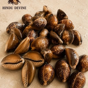Puede incluir: Una colección de conchas de cauri marrones con patrones moteados y superficies lisas y brillantes. Cada concha presenta una ranura central con bordes estriados. El texto HINDU DEVINE está impreso en la esquina superior izquierda junto a un gráfico.