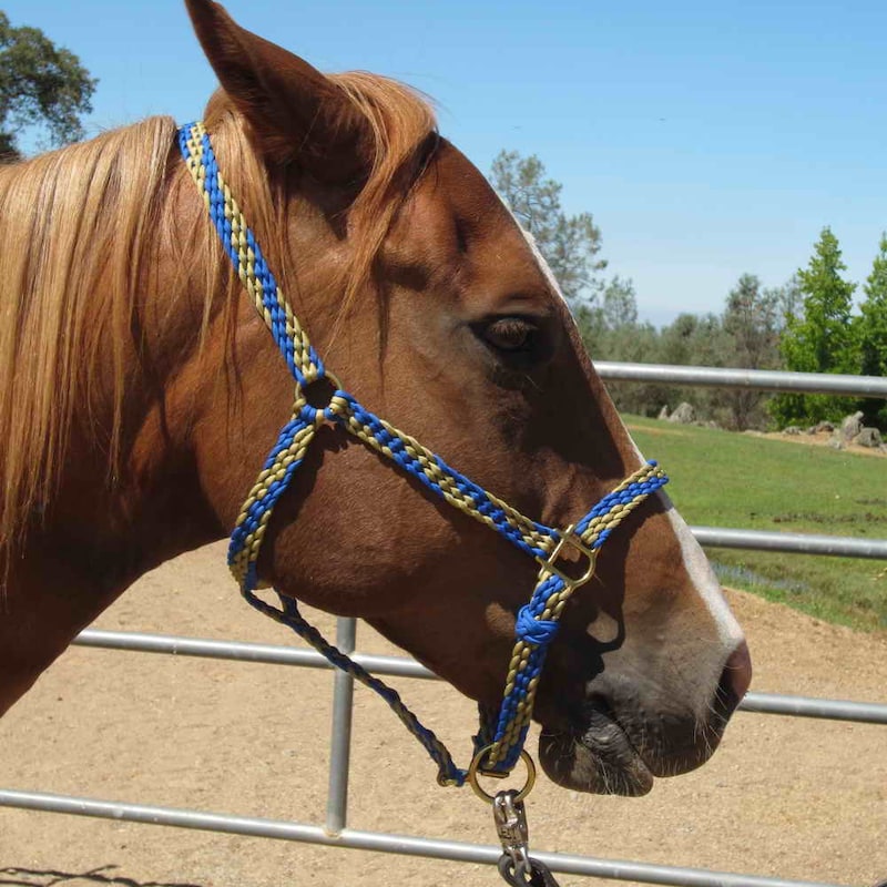 Horse Halter Etsy