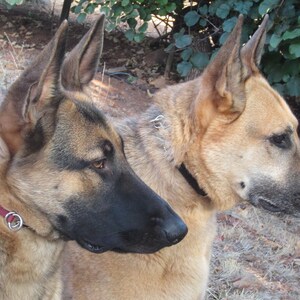May include: Two German Shepherd dogs, one brown and tan and the other black and tan, are sitting side by side. Both dogs are wearing collars.