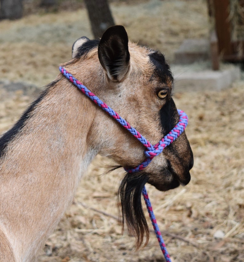 Goat / Sheep Rope Halter leander Braided Etsy