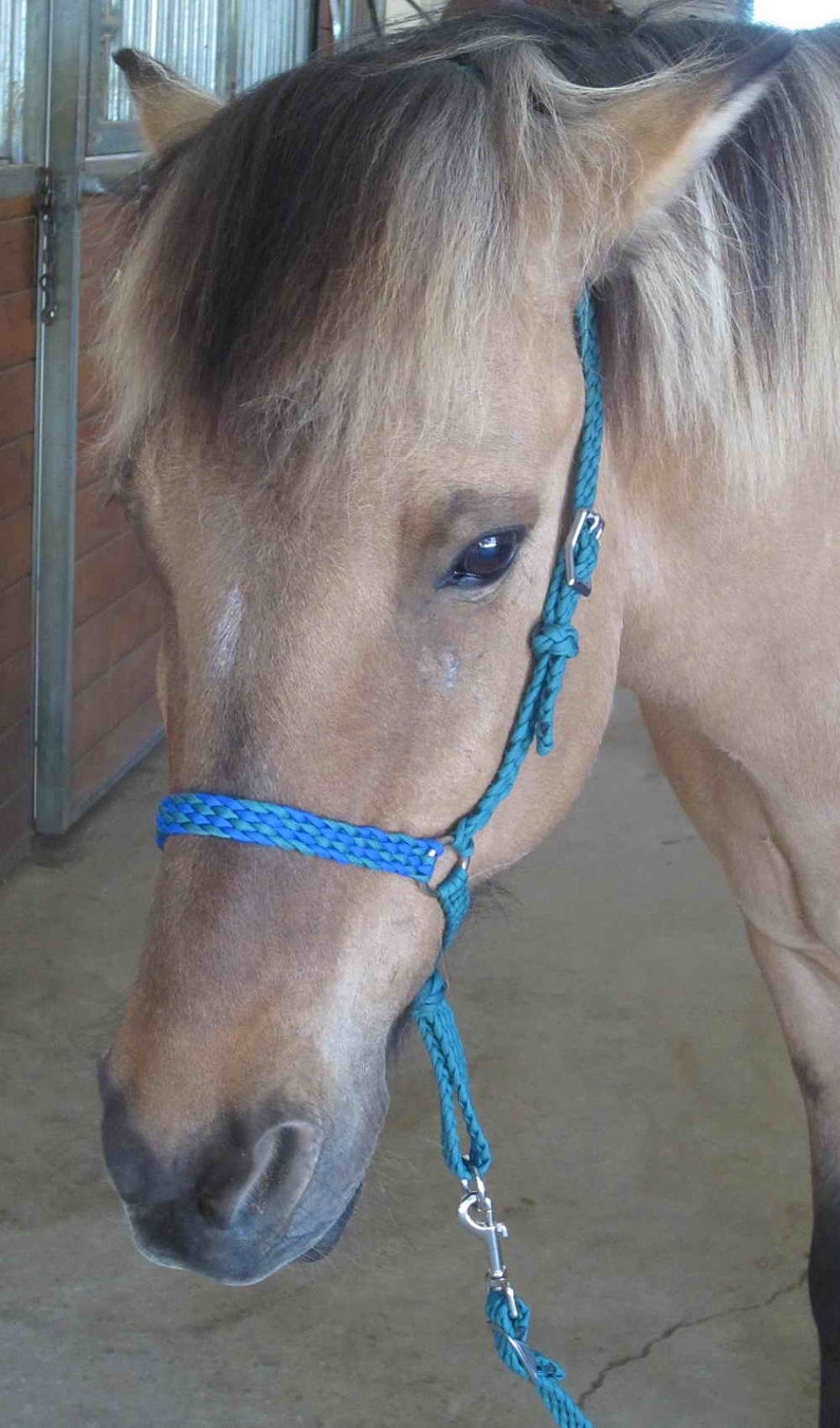 Horse Noseband With Tie Down Strap bandera Etsy