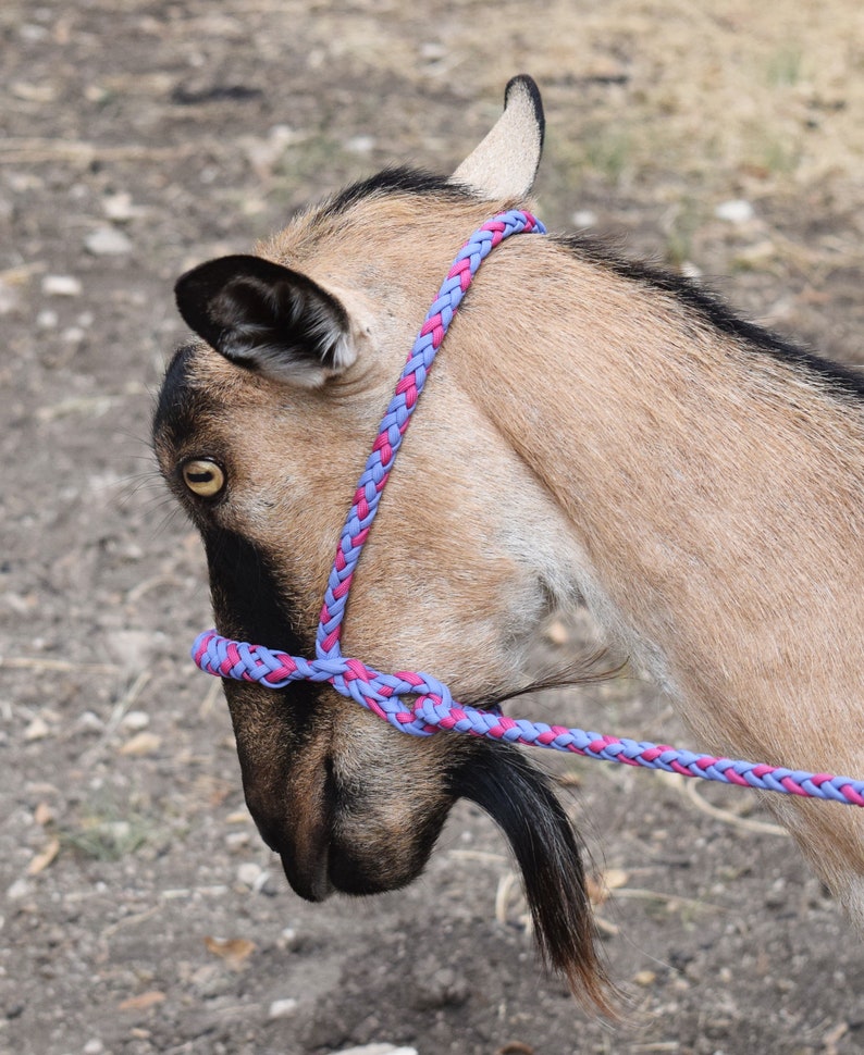 Goat / Sheep Rope Halter leander Braided Etsy