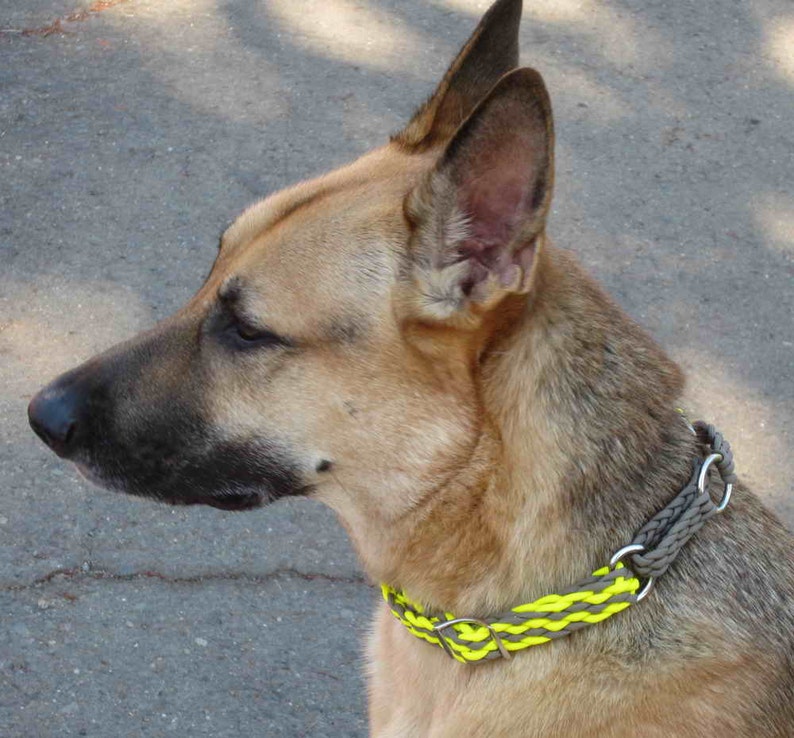 Puede incluir: Un perro pastor alem&aacute;n con un collar trenzado. El collar es una combinaci&oacute;n de gris y amarillo ne&oacute;n, con anillos de metal plateado. El perro tiene un pelaje marr&oacute;n y negro y mira hacia la izquierda.