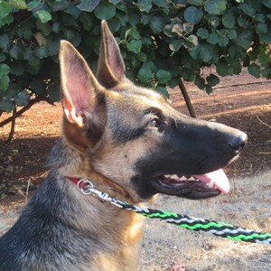 May include: A German Shepherd dog with black and brown fur, wearing a red collar and a black and green lead, looks to the right with its tongue out.