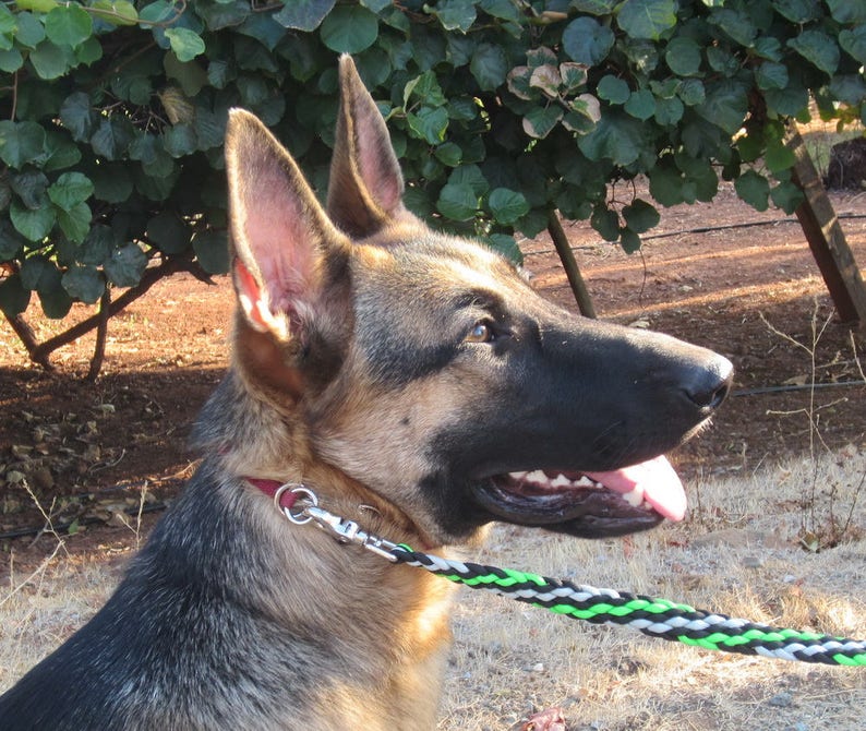 May include: A German Shepherd dog with black and brown fur, wearing a red collar and a black and green lead, looks to the right with its tongue out.