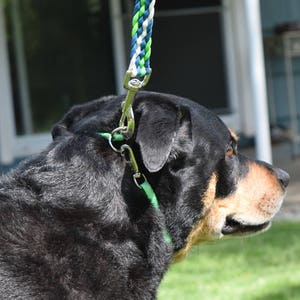 May include: A black and tan dog wearing a green collar and a blue, white and green lead.