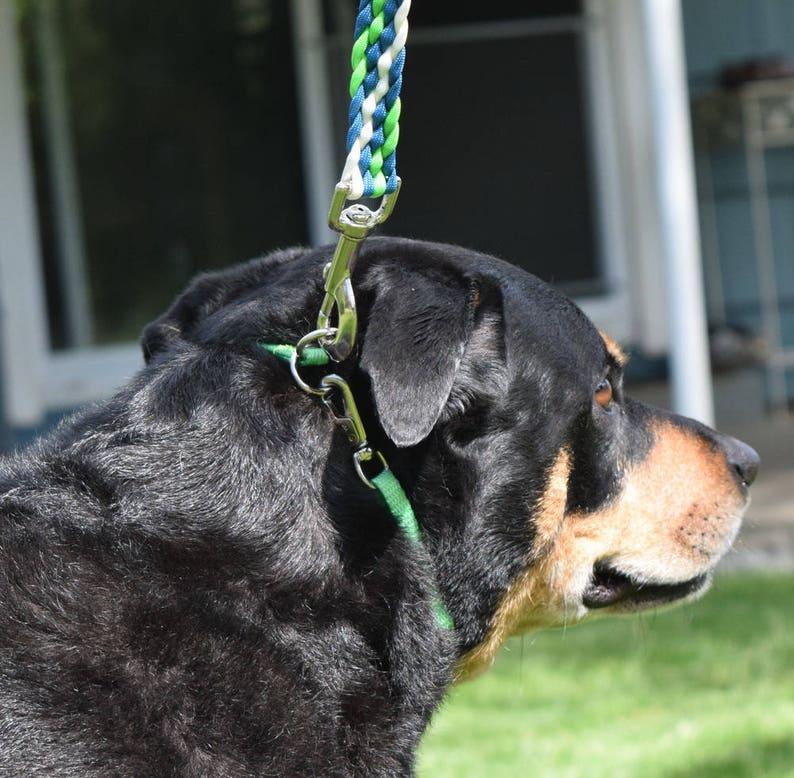 May include: A black and tan dog wearing a green collar and a blue, white and green lead.