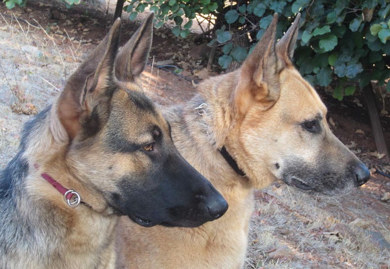 May include: Two German Shepherd dogs, one brown and tan and the other black and tan, are sitting side by side. Both dogs are wearing collars.