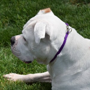 May include: A white American Bulldog wearing a purple collar, sitting in green grass.