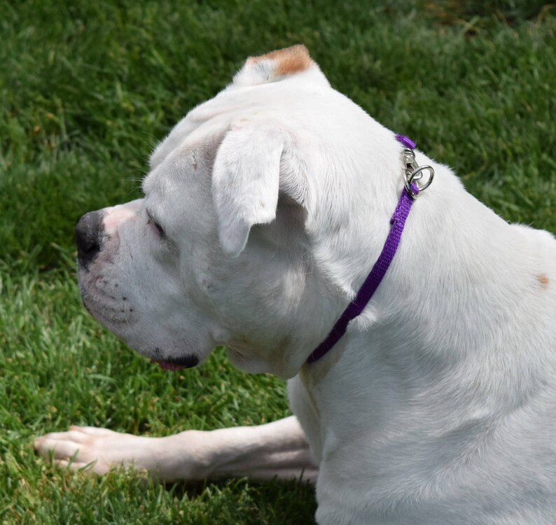 May include: A white American Bulldog wearing a purple collar, sitting in green grass.
