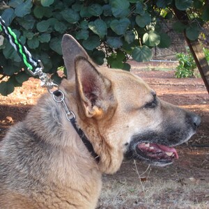 May include: A brown and grey German Shepherd dog with a black collar and lead. The dog is looking to the right and has its mouth open.