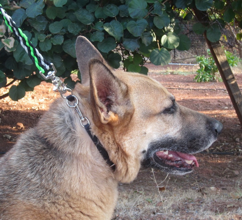 May include: A brown and grey German Shepherd dog with a black collar and lead. The dog is looking to the right and has its mouth open.