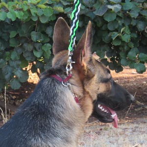 Adjustable Dog Training Collar "Frankfurt" – Nylon Correct & Release Collar – Multiple Colors and Sizes – 3/8" Wide – Nickel Hardware