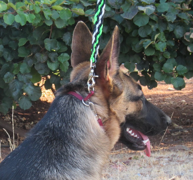 A German Shepherd dog with black and brown fur wearing a burgundy Nylon Training collar which is sitting on top of the dog's neck. A green, blue and silver gray braided dog leash is attached to the collar.