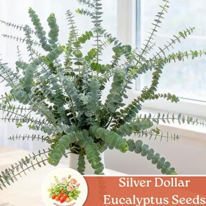 500 Pcs Silver Dollar Eucalyptus Seeds | Fragrant Foliage for Home Garden & Floral Arrangements
