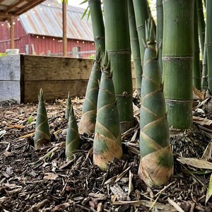 palm tree pot plant Kentia Palm 14"