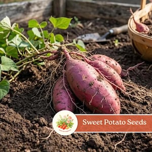 May include: Several harvested sweet potatoes with reddish-purple skin and attached green leafy vines resting on dark soil. A small wooden basket and a gardening tool are visible in the background. A circular label displays the text Sweet Potato Seeds.
