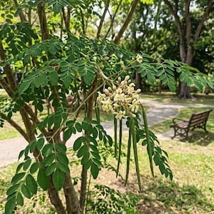 May include: A close-up of a moringa tree with green leaves and white flowers. The tree has long, slender green seed pods hanging from the branches. The background shows a park with a bench and trees.
