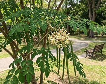 Moringa Seeds 200 Pcs | Edible Leaves Plant for Home Gardening