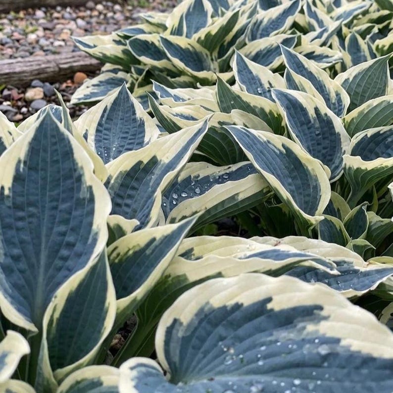 May Hosta Mixed Hosta Seeds 800 Pcs | Easy Grow Leafy Ornamental Plants - Etsy