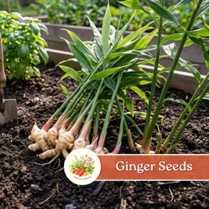 100 Pcs Ginger Seeds | Easy Grow for Home Garden & Containers