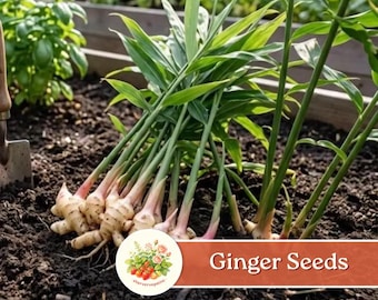 100 Pcs Ginger Seeds | Easy Grow for Home Garden & Containers