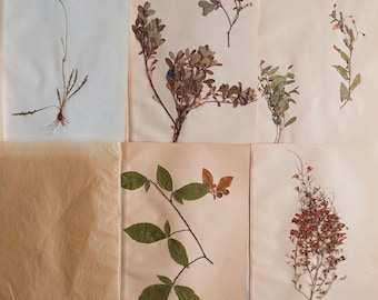 Vintage Herbarium Set of 5, Dried Pressed Plants, Botanical Specimens, USSR 1982, Real Plant Collection