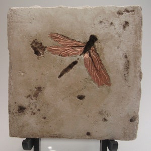 May include: A copper dragonfly sculpture embedded in a light brown concrete tile. The tile is on a black metal stand.