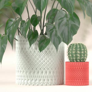 May include: A large white patterned planter with green leafy plants, a small green cactus, and a red patterned pot. The plants have large, heart-shaped leaves. The pots have a geometric design.