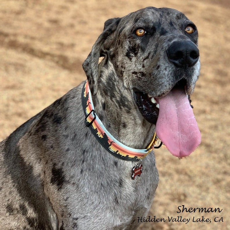 May include: A brindle Great Dane with a pink tongue sticking out, wearing a colorful patterned collar with a tag that says "Sherman" and "Hidden Valley Lake, CA".