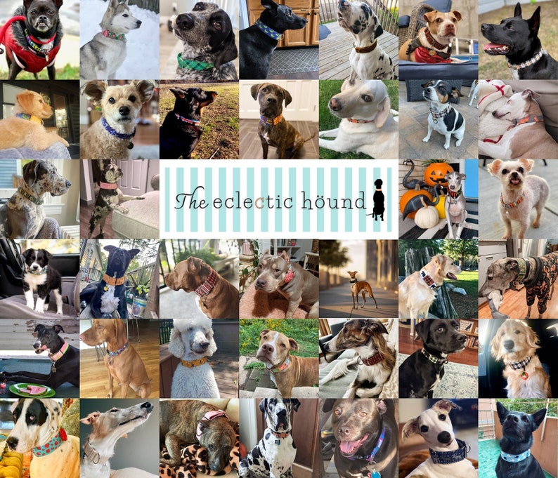 May include: A collage of photos featuring dogs wearing various colorful and patterned dog collars. The text "The eclectic hound" is displayed in the center of the collage.
