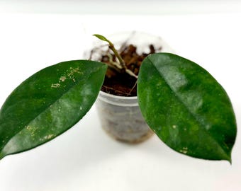 3.5" Hoya fungii (1) 9/2025