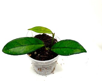 Hoya crassiopetiolata 1"
