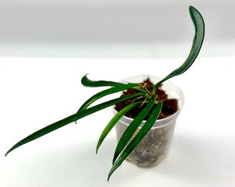 3.5" Hoya sheperdii (2) 9/2025