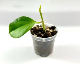 3.5" Hoya pachyclada