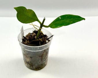 2" Hoya Sunrise (1) 9/2025 Grower's Choice