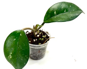 Hoya carnosa Sprinkles Grower's Choice