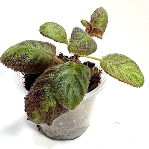 May include: A small potted plant with textured, green leaves, some edged with brown. The plant is in a clear plastic pot, set against a white background. The leaves have a velvety texture.