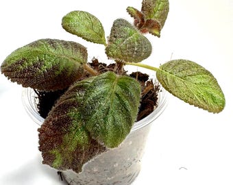 2-4" Episcia cupreata rooted cuttings in coco peat/chunk mix ***Grower's Choice***