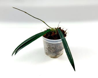 3.5" Hoya sheperdii (1) 9/2025