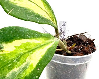 2.5”+" Hoya obovata variegata ***Grower's Choice***