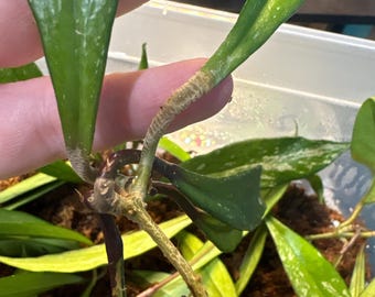 Hoya pubicalyx Splash CUTTINGS ***Grower's Choice***